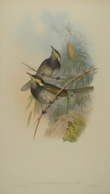 John Gould Birds of Australia